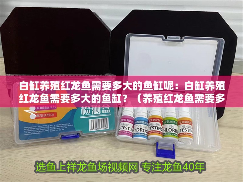 白缸養(yǎng)殖紅龍魚(yú)需要多大的魚(yú)缸呢：白缸養(yǎng)殖紅龍魚(yú)需要多大的魚(yú)缸？（養(yǎng)殖紅龍魚(yú)需要多大尺寸的魚(yú)缸）