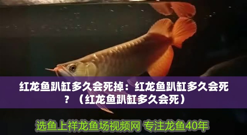 紅龍魚趴缸多久會死掉：紅龍魚趴缸多久會死？（紅龍魚趴缸多久會死）