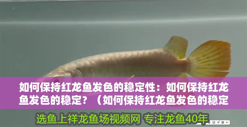 如何保持紅龍魚發色的穩定性：如何保持紅龍魚發色的穩定？（如何保持紅龍魚發色的穩定）