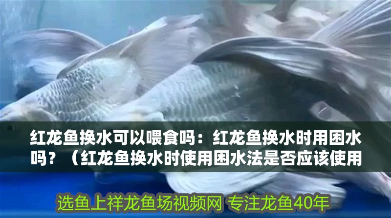 紅龍魚換水可以喂食嗎：紅龍魚換水時用困水嗎？（紅龍魚換水時使用困水法是否應該使用困水法）