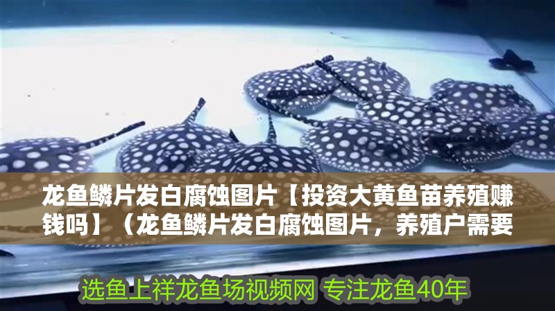 龍魚鱗片發白腐蝕圖片【投資大黃魚苗養殖賺錢嗎】（龍魚鱗片發白腐蝕圖片，養殖戶需要了解龍魚鱗片發白和腐蝕圖片）