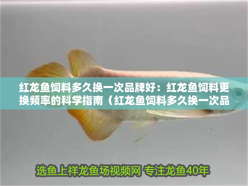 紅龍魚飼料多久換一次品牌好：紅龍魚飼料更換頻率的科學(xué)指南（紅龍魚飼料多久換一次品牌） 紅龍魚飼料多久換一次品牌好：紅龍魚飼料更換頻率的科學(xué)指南（紅龍魚飼料多久換一次品牌） 水族問答