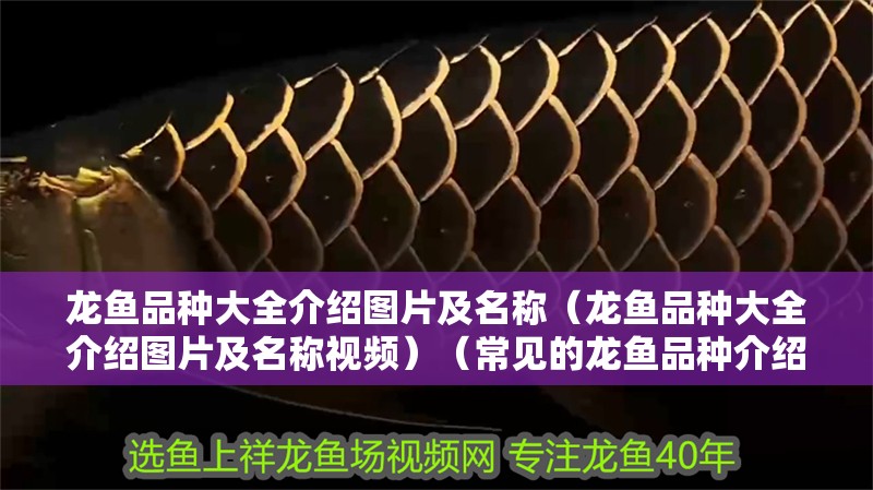 龍魚品種大全介紹圖片及名稱（龍魚品種大全介紹圖片及名稱視頻）（常見的龍魚品種介紹）