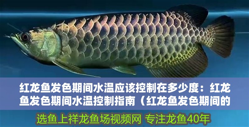 紅龍魚(yú)發(fā)色期間水溫應(yīng)該控制在多少度：紅龍魚(yú)發(fā)色期間水溫控制指南（紅龍魚(yú)發(fā)色期間的水溫控制） 紅龍魚(yú)發(fā)色期間水溫應(yīng)該控制在多少度：紅龍魚(yú)發(fā)色期間水溫控制指南（紅龍魚(yú)發(fā)色期間的水溫控制） 水族問(wèn)答