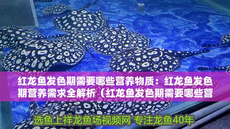 紅龍魚發色期需要哪些營養物質：紅龍魚發色期營養需求全解析（紅龍魚發色期需要哪些營養，） 紅龍魚發色期需要哪些營養物質：紅龍魚發色期營養需求全解析（紅龍魚發色期需要哪些營養，） 水族問答