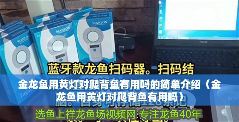 金龍魚用黃燈對爬背魚有用嗎的簡單介紹（金龍魚用黃燈對爬背魚有用嗎）