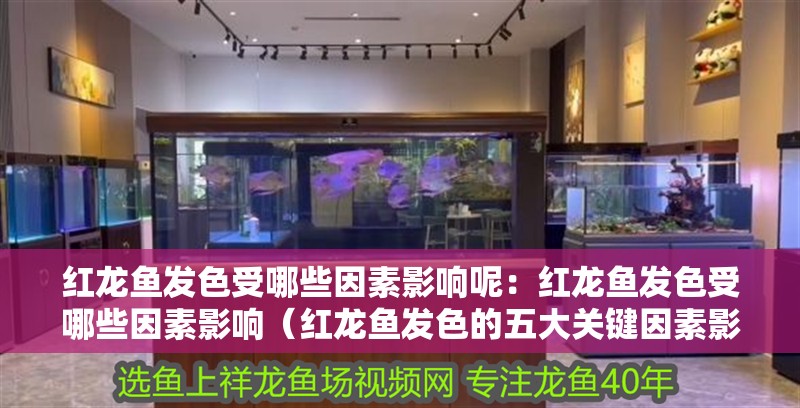 紅龍魚發色受哪些因素影響呢：紅龍魚發色受哪些因素影響（紅龍魚發色的五大關鍵因素影響紅龍魚發色的五大關鍵因素）
