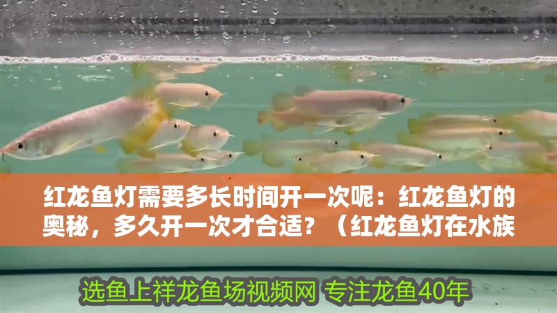 紅龍魚燈需要多長時間開一次呢：紅龍魚燈的奧秘，多久開一次才合適？（紅龍魚燈在水族箱中的作用）