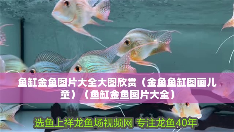 魚缸金魚圖片大全大圖欣賞（金魚魚缸圖畫兒童）（魚缸金魚圖片大全）