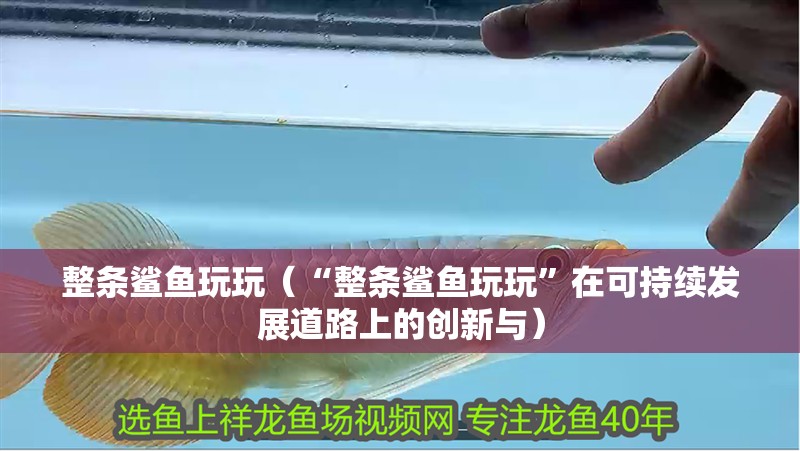 整條鯊魚玩玩（“整條鯊魚玩玩”在可持續發展道路上的創新與）