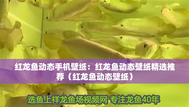 紅龍魚動(dòng)態(tài)手機(jī)壁紙：紅龍魚動(dòng)態(tài)壁紙精選推薦（紅龍魚動(dòng)態(tài)壁紙）