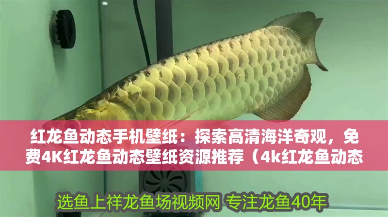 紅龍魚動(dòng)態(tài)手機(jī)壁紙：探索高清海洋奇觀，免費(fèi)4K紅龍魚動(dòng)態(tài)壁紙資源推薦（4k紅龍魚動(dòng)態(tài)壁紙）