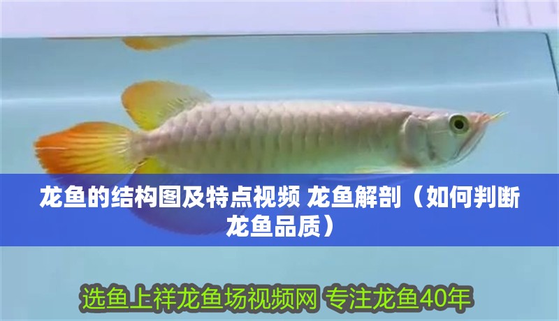 龍魚的結(jié)構(gòu)圖及特點視頻 龍魚解剖（如何判斷龍魚品質(zhì)）