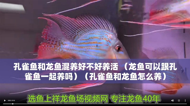 孔雀魚和龍魚混養(yǎng)好不好養(yǎng)活 （龍魚可以跟孔雀魚一起養(yǎng)嗎）（孔雀魚和龍魚怎么養(yǎng)）