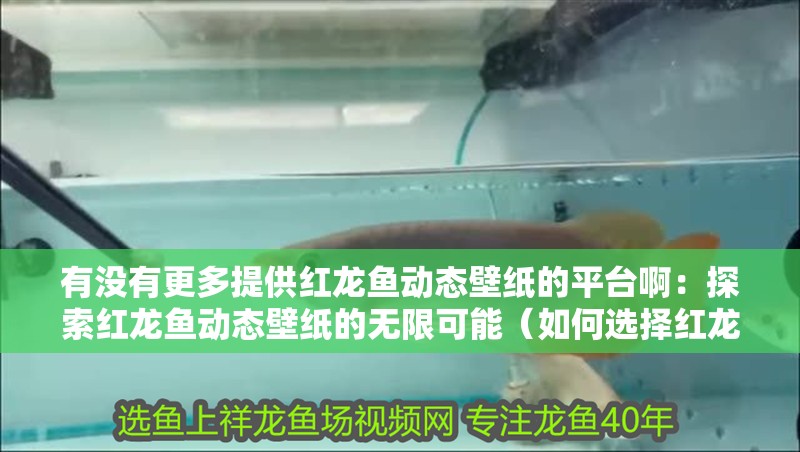有沒有更多提供紅龍魚動態壁紙的平臺啊：探索紅龍魚動態壁紙的無限可能（如何選擇紅龍魚動態壁紙）