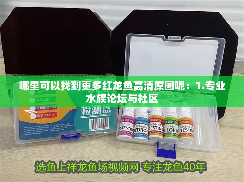 哪里可以找到更多紅龍魚(yú)高清原圖呢：1.專(zhuān)業(yè)水族論壇與社區(qū)