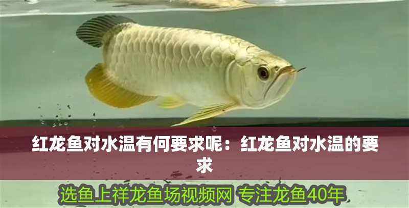 紅龍魚(yú)對(duì)水溫有何要求呢：紅龍魚(yú)對(duì)水溫的要求