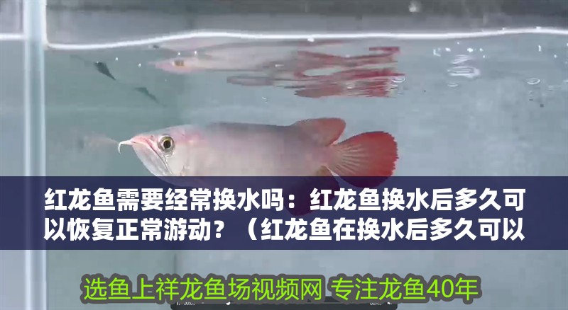 紅龍魚需要經(jīng)常換水嗎：紅龍魚換水后多久可以恢復(fù)正常游動？（紅龍魚在換水后多久可以恢復(fù)正常游動）