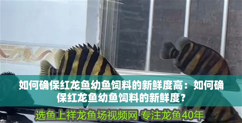 如何確保紅龍魚幼魚飼料的新鮮度高：如何確保紅龍魚幼魚飼料的新鮮度？
