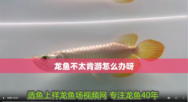 龍魚不太肯游怎么辦呀