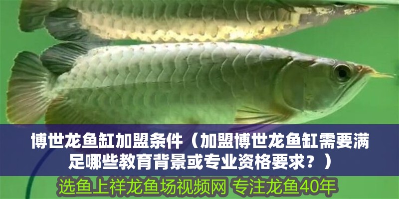 博世龍魚缸加盟條件（加盟博世龍魚缸需要滿足哪些教育背景或專業(yè)資格要求？）