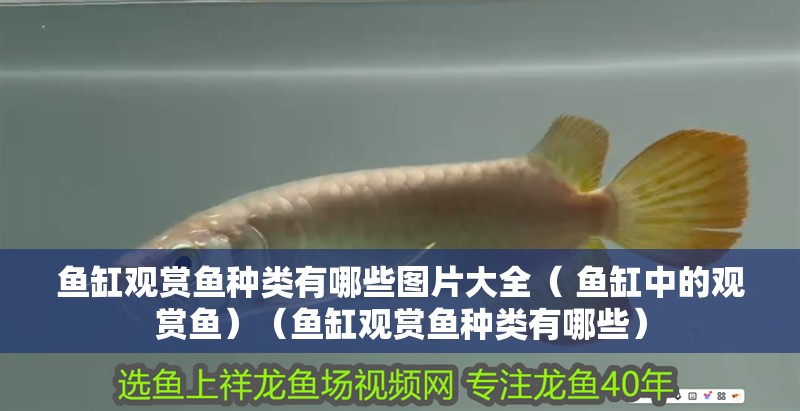 魚缸觀賞魚種類有哪些圖片大全（ 魚缸中的觀賞魚）（魚缸觀賞魚種類有哪些）