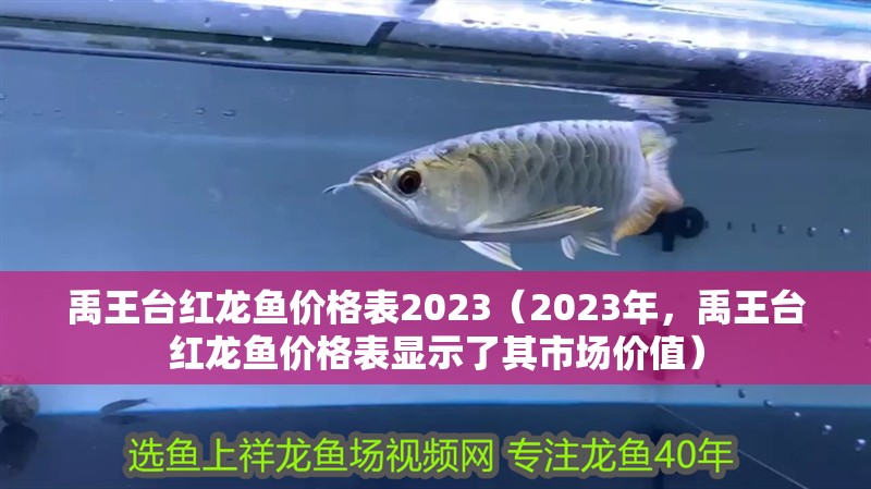 禹王臺紅龍魚價格表2023（2023年，禹王臺紅龍魚價格表顯示了其市場價值）