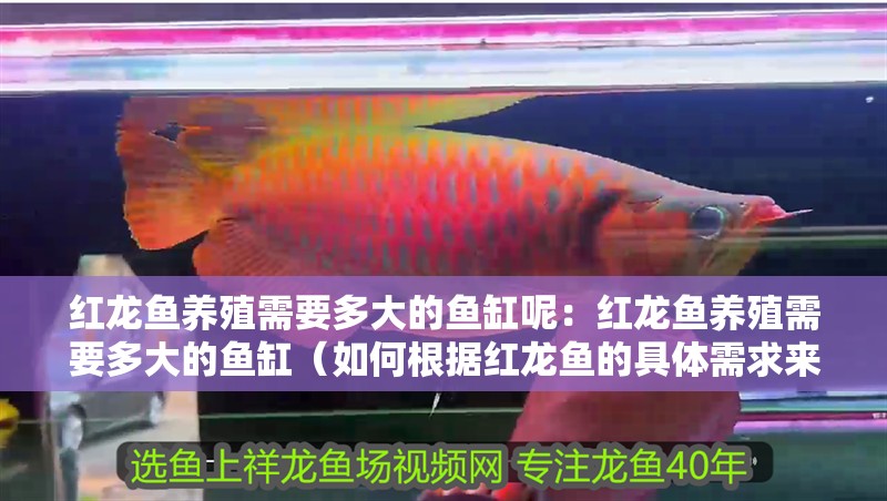 紅龍魚養(yǎng)殖需要多大的魚缸呢：紅龍魚養(yǎng)殖需要多大的魚缸（如何根據(jù)紅龍魚的具體需求來選擇一個(gè)合適的魚缸）