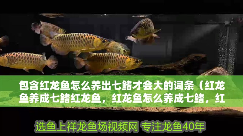 包含紅龍魚怎么養(yǎng)出七鰭才會大的詞條（紅龍魚養(yǎng)成七鰭紅龍魚，紅龍魚怎么養(yǎng)成七鰭，紅龍魚養(yǎng)成七鰭）