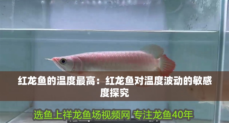 紅龍魚(yú)的溫度最高：紅龍魚(yú)對(duì)溫度波動(dòng)的敏感度探究