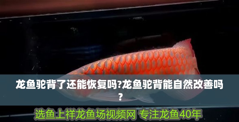 龍魚駝背了還能恢復嗎?龍魚駝背能自然改善嗎？