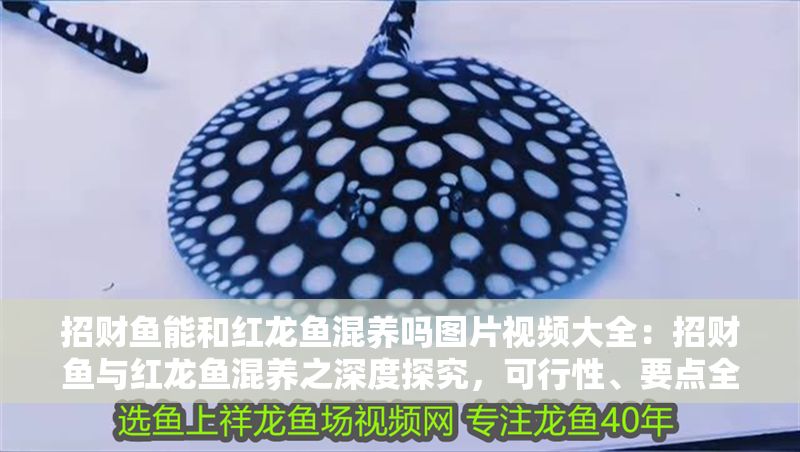 招財魚能和紅龍魚混養嗎圖片視頻大全：招財魚與紅龍魚混養之深度探究，可行性、要點全解析