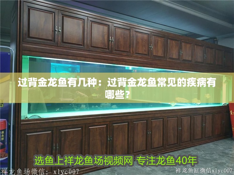 過背金龍魚有幾種：過背金龍魚常見的疾病有哪些？