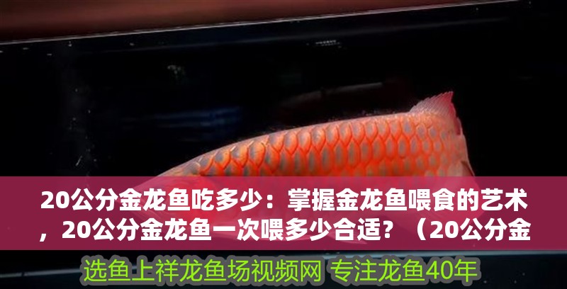 20公分金龍魚吃多少：掌握金龍魚喂食的藝術，20公分金龍魚一次喂多少合適？（20公分金龍魚的喂食技巧，）