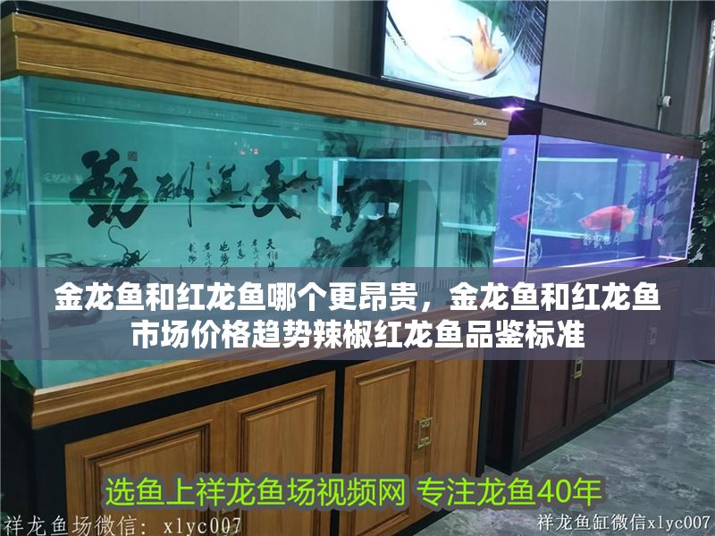 金龍魚和紅龍魚哪個更昂貴，金龍魚和紅龍魚市場價格趨勢辣椒紅龍魚品鑒標(biāo)準(zhǔn)