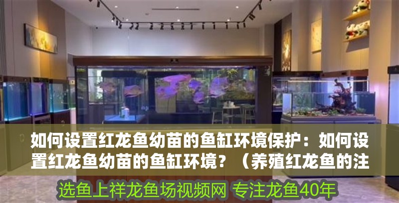如何設置紅龍魚幼苗的魚缸環境保護：如何設置紅龍魚幼苗的魚缸環境？（養殖紅龍魚的注意事項）