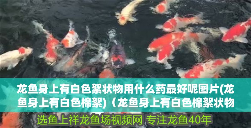 龍魚身上有白色絮狀物用什么藥最好呢圖片(龍魚身上有白色棉絮)（龍魚身上有白色棉絮狀物用什么藥最好）