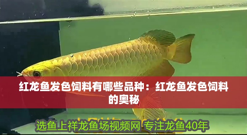 紅龍魚發色飼料有哪些品種：紅龍魚發色飼料的奧秘