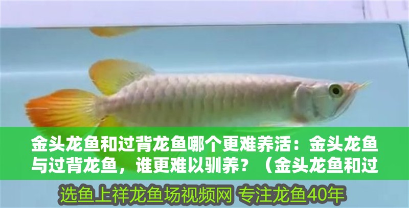 金頭龍魚和過背龍魚哪個更難養活：金頭龍魚與過背龍魚，誰更難以馴養？（金頭龍魚和過背龍魚各有什么特點）