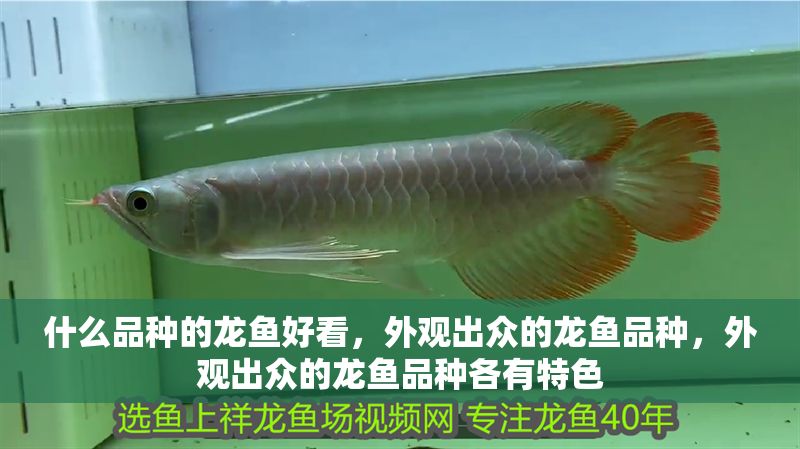 什么品種的龍魚好看,外觀出眾的龍魚品種,外觀出眾的龍魚品種各有特色 龍魚百科 第2張 什么品種的龍魚好看,外觀出眾的龍魚品種,外觀出眾的龍魚品種各有特色 什么品種的龍魚好看,外觀出眾的龍魚品種,外觀出眾的龍魚品種各有特色 龍魚百科 第2張