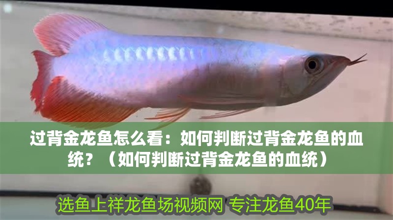 過背金龍魚怎么看：如何判斷過背金龍魚的血統？（如何判斷過背金龍魚的血統）