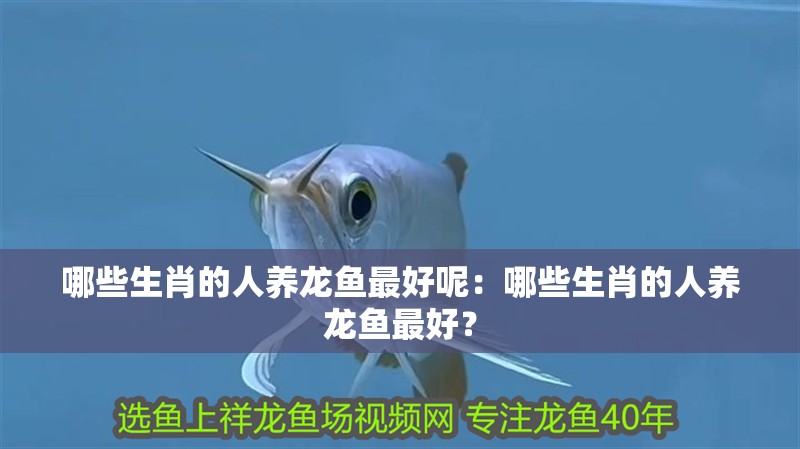 哪些生肖的人養(yǎng)龍魚最好呢：哪些生肖的人養(yǎng)龍魚最好？