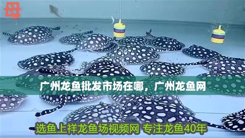 廣州龍魚批發(fā)市場在哪，廣州龍魚網(wǎng) 廣州龍魚批發(fā)市場在哪，廣州龍魚網(wǎng) 觀賞魚百科