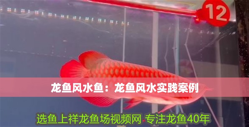 龍魚風水魚：龍魚風水實踐案例