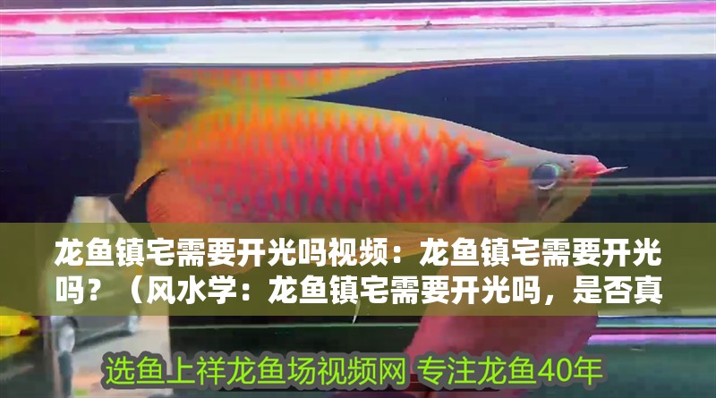 龍魚鎮宅需要開光嗎視頻：龍魚鎮宅需要開光嗎？（風水學：龍魚鎮宅需要開光嗎，是否真的需要開光儀式） 龍魚鎮宅需要開光嗎視頻：龍魚鎮宅需要開光嗎？（風水學：龍魚鎮宅需要開光嗎，是否真的需要開光儀式） 水族問答