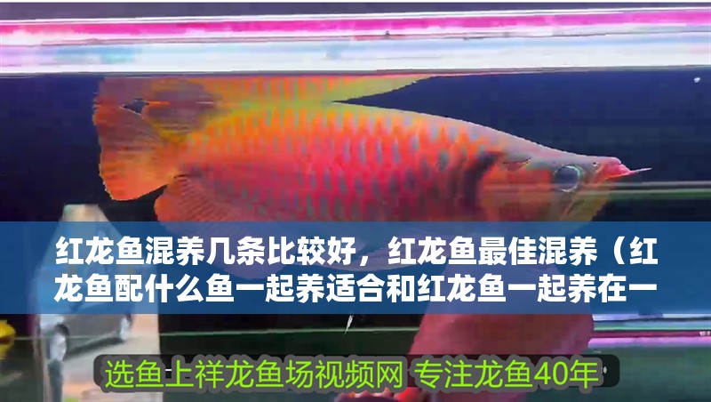 紅龍魚混養幾條比較好，紅龍魚最佳混養（紅龍魚配什么魚一起養適合和紅龍魚一起養在一起的魚的圖鑒大全）