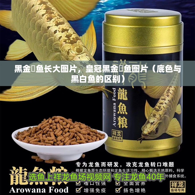 黑金魟魚長大圖片，皇冠黑金魟魚圖片（底色與黑白魚的區(qū)別）