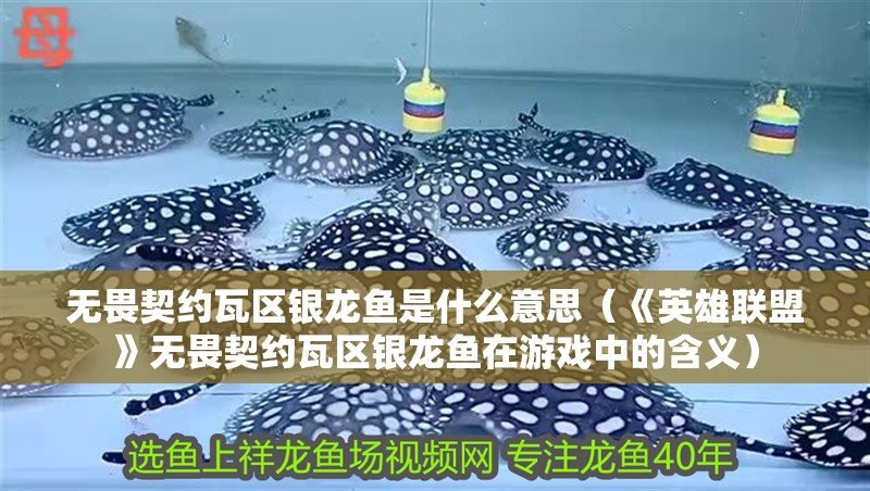 無畏契約瓦區(qū)銀龍魚是什么意思（《英雄聯(lián)盟》無畏契約瓦區(qū)銀龍魚在游戲中的含義） 無畏契約瓦區(qū)銀龍魚是什么意思（《英雄聯(lián)盟》無畏契約瓦區(qū)銀龍魚在游戲中的含義） 觀賞魚百科