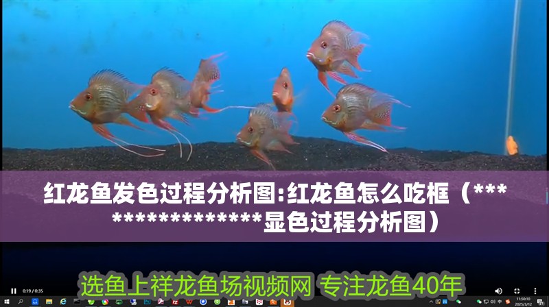 紅龍魚(yú)發(fā)色過(guò)程分析圖:紅龍魚(yú)怎么吃框（****************顯色過(guò)程分析圖）