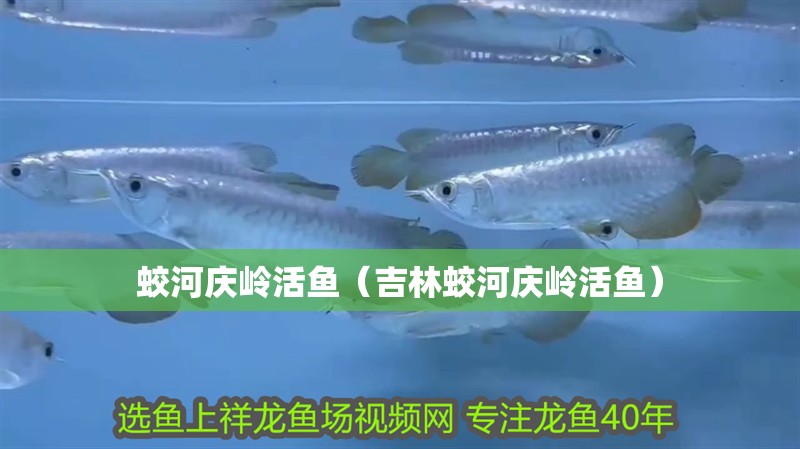 蛟河慶嶺活魚（吉林蛟河慶嶺活魚）